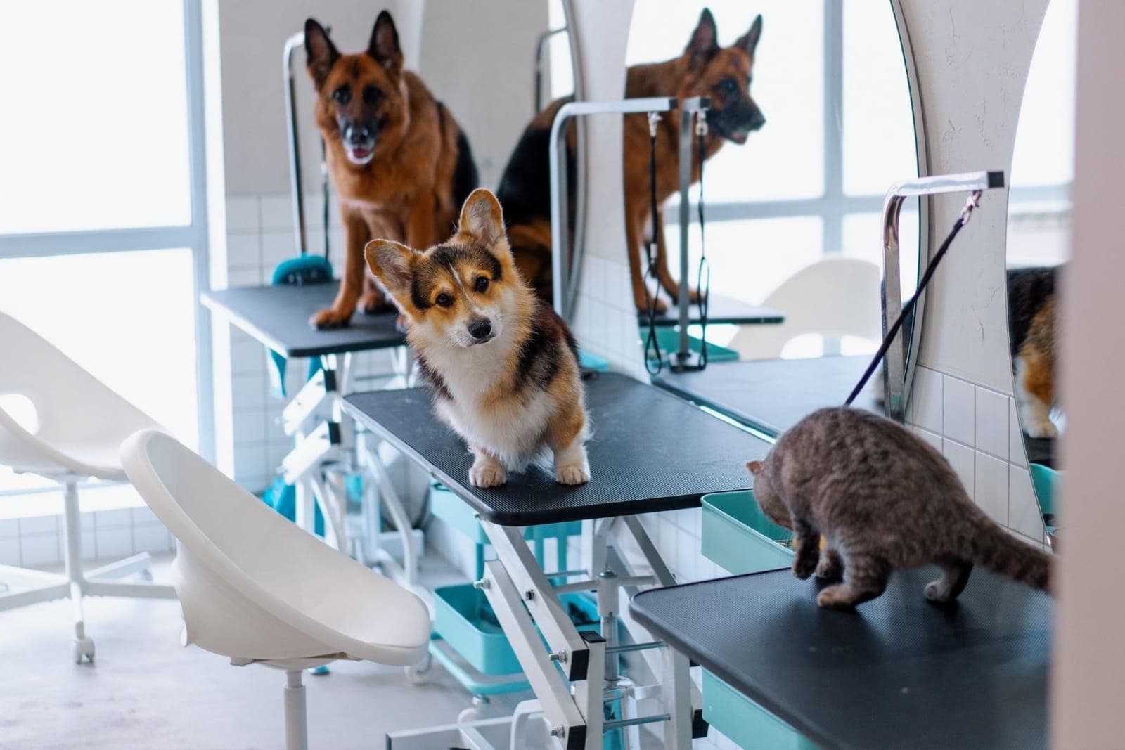Animal Care